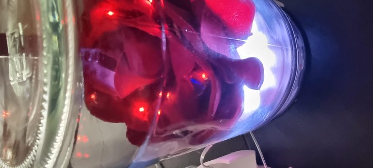 Rosa Di Scena Luminosa Radiocomandata - 2cTZTTJITJger.jpg