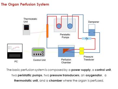 Arduino-based organ perfusion system. - Maker Faire rome 2024