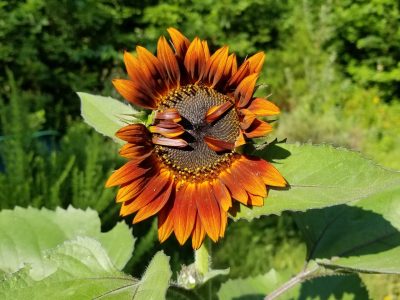 Herbs for Reparations - Maker Faire NW Arkansas 2024