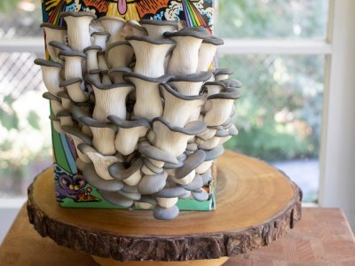 Talkrot - Maker Faire Syracuse 2024