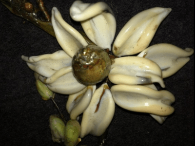 Lampwork glass bead booth - Maker Faire Hudson Valley